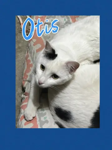 Otis