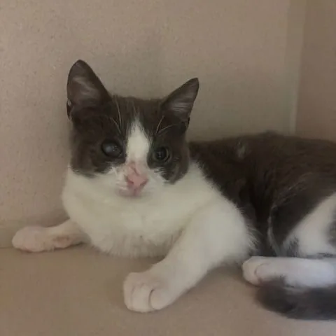 Snow White - Photo 1