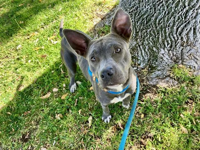 Artemis Moon - Photo 1