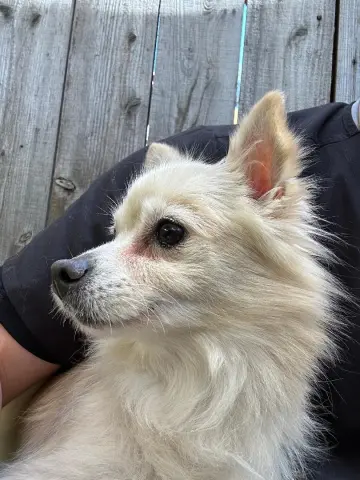 Buttercup thumbnail 2