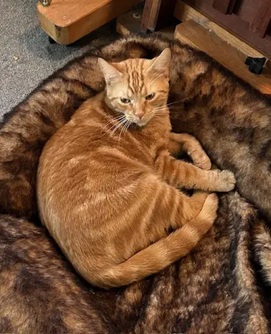 Splotchy thumbnail 2