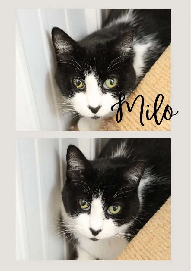 Milo - Photo 1