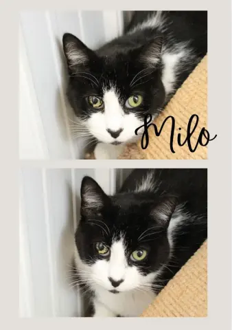 Milo