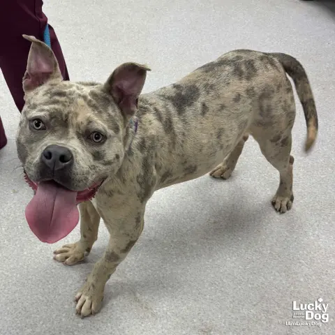 Splatter thumbnail 2