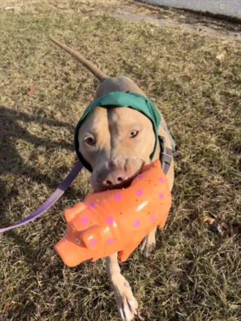 Creme Brulee - Photo 1