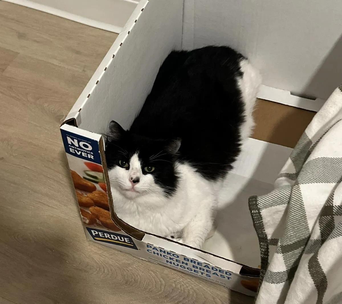 Panda Bear - Photo 1