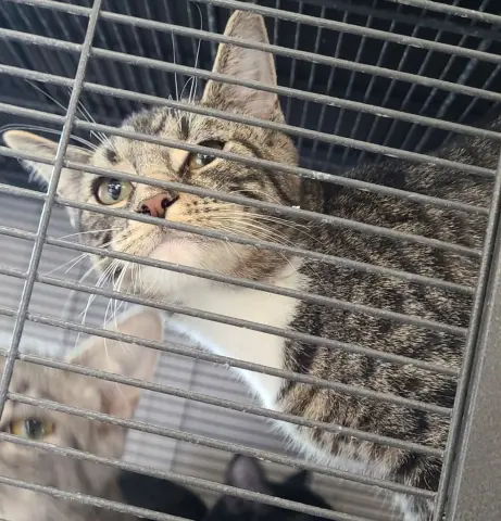 Veronica thumbnail 2