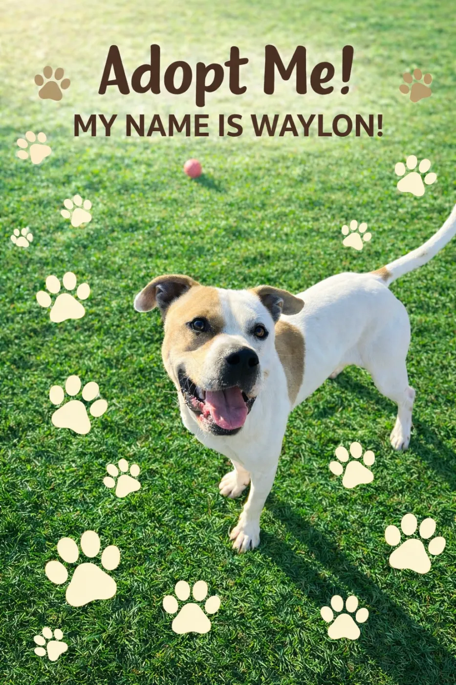 Waylon - Photo 1