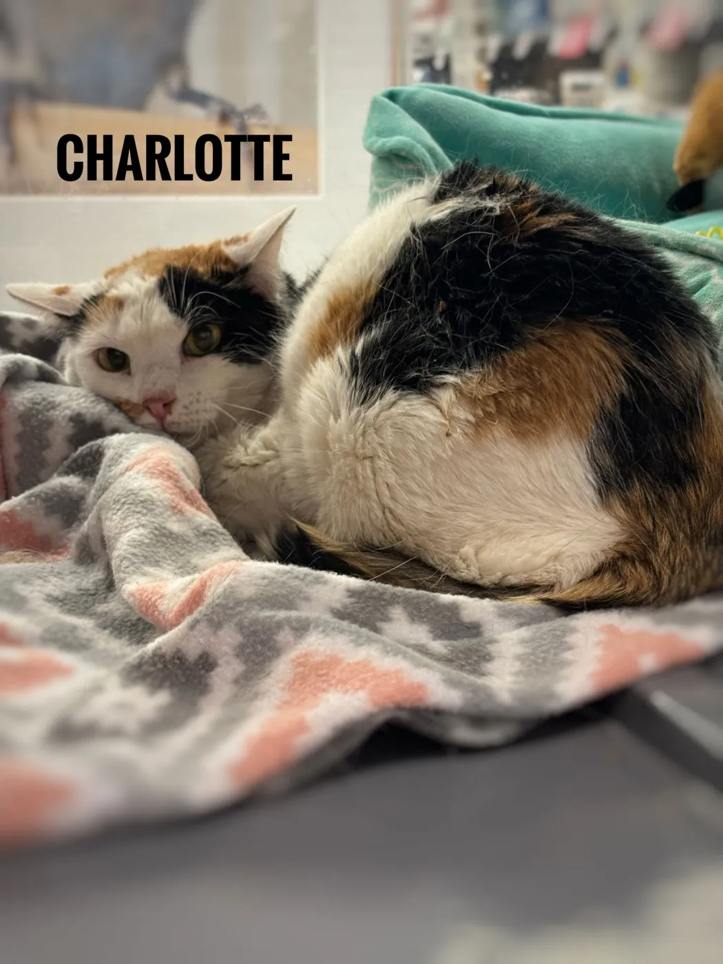 Charlotte - Photo 1