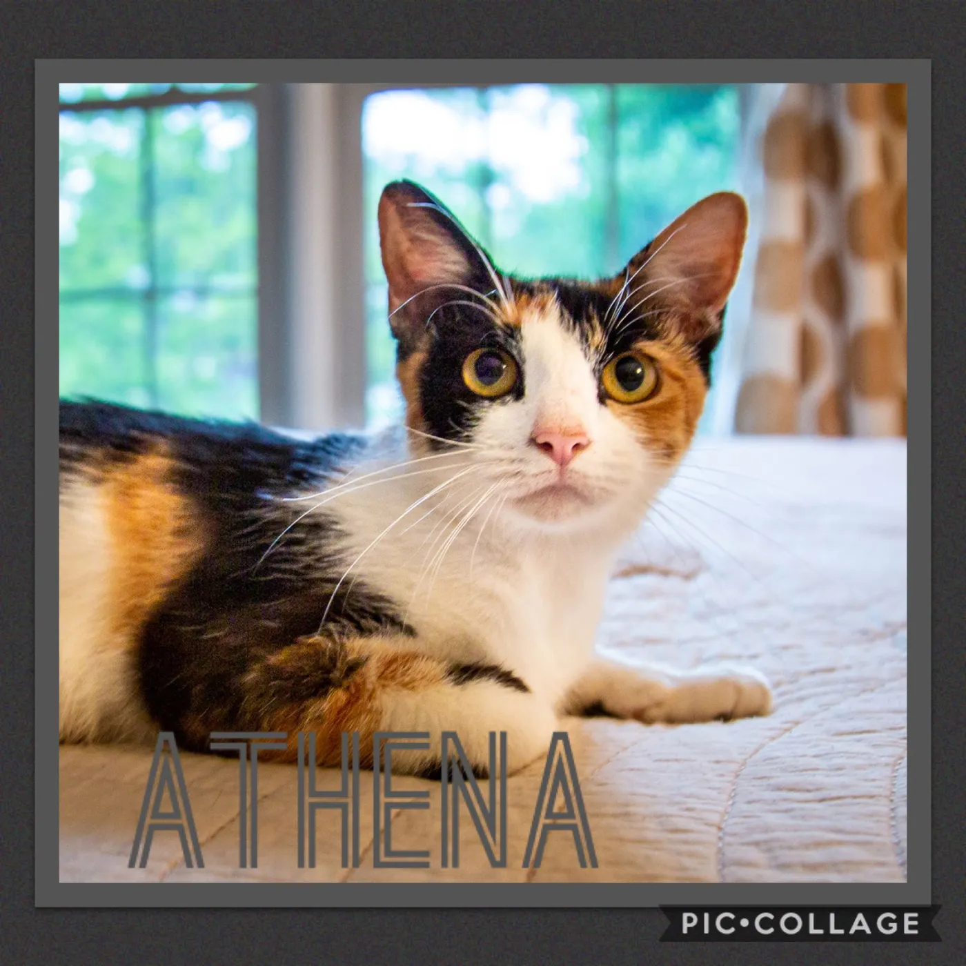 Athena - Photo 1