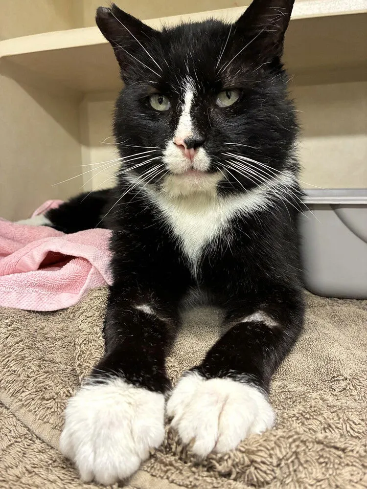 Frankie Valli - Photo 1