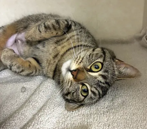 Calliope thumbnail 2