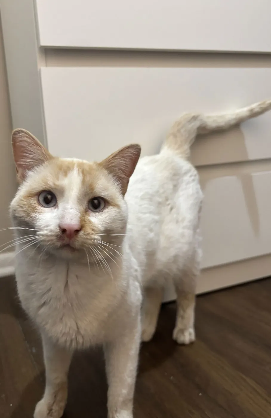 Creamsicle - Photo 2