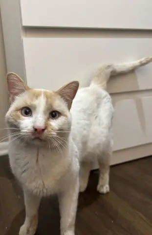 Creamsicle thumbnail 2