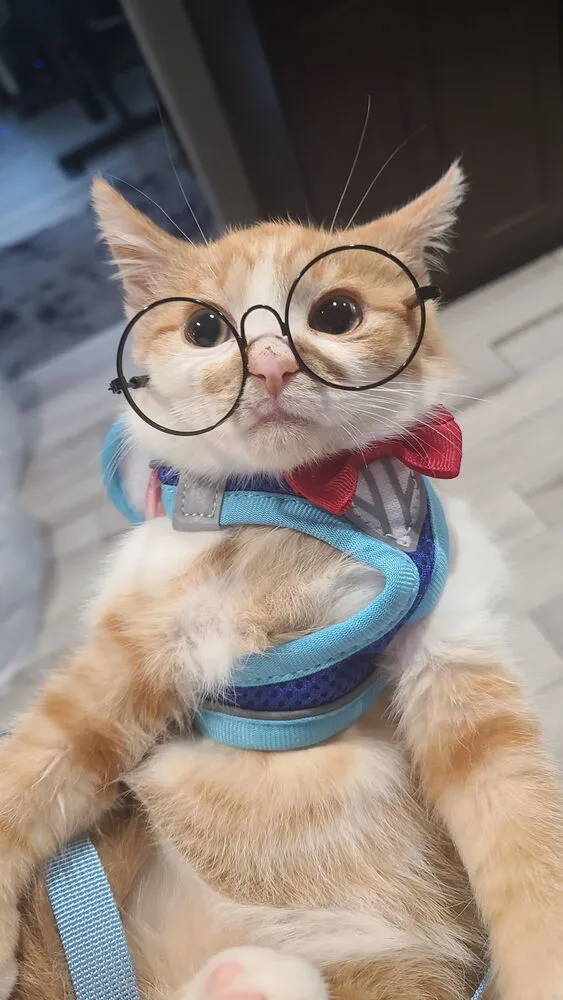 Graham Cracker - Photo 1