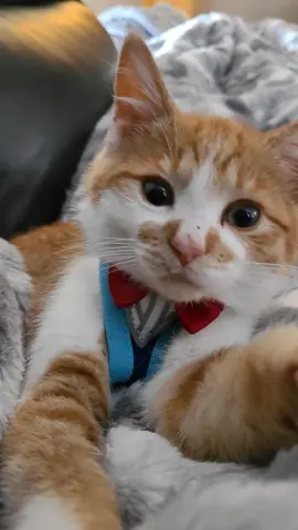 Graham Cracker thumbnail 2