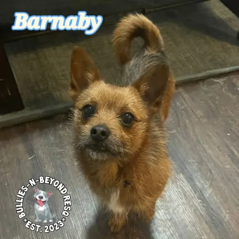 Barnaby