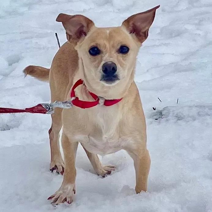 Little Daisy - Photo 2