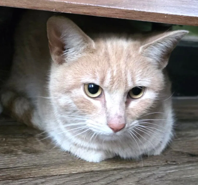 Admiral Apricott - Photo 1