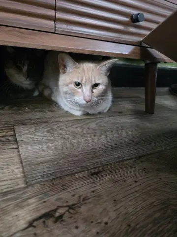 Admiral Apricott thumbnail 2