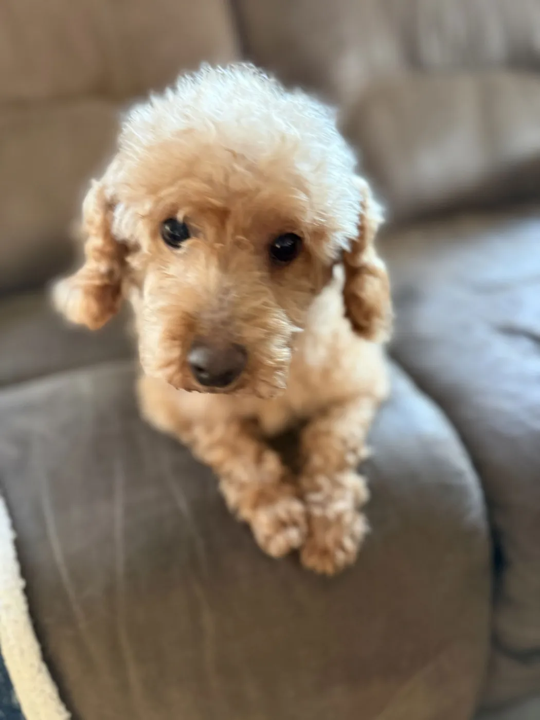 Sweetie and Sheila - Photo 1