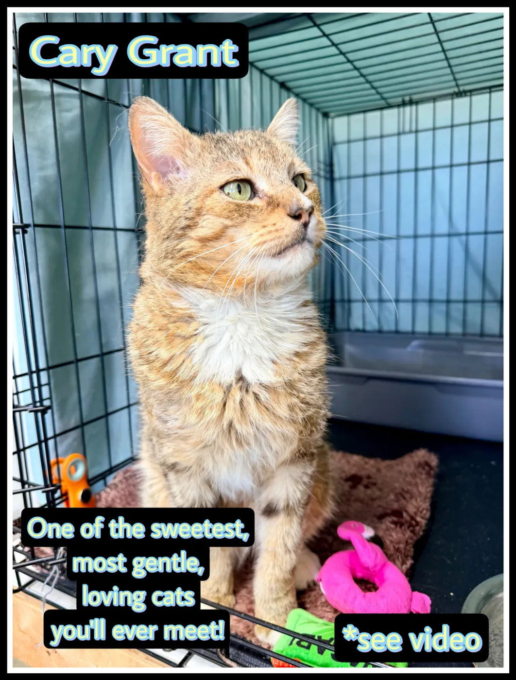 Cary Grant - Photo 1