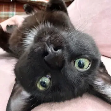 Snickers thumbnail 2