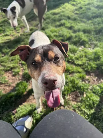 Woodford thumbnail 2