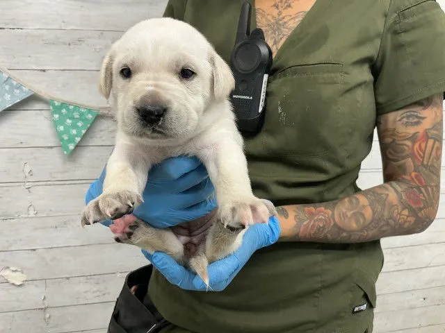 Strawberry - Photo 1