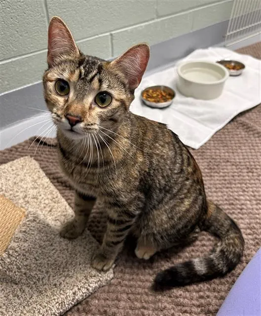 Bean Sprout - Photo 1