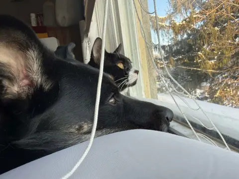 Sylvestor thumbnail 2