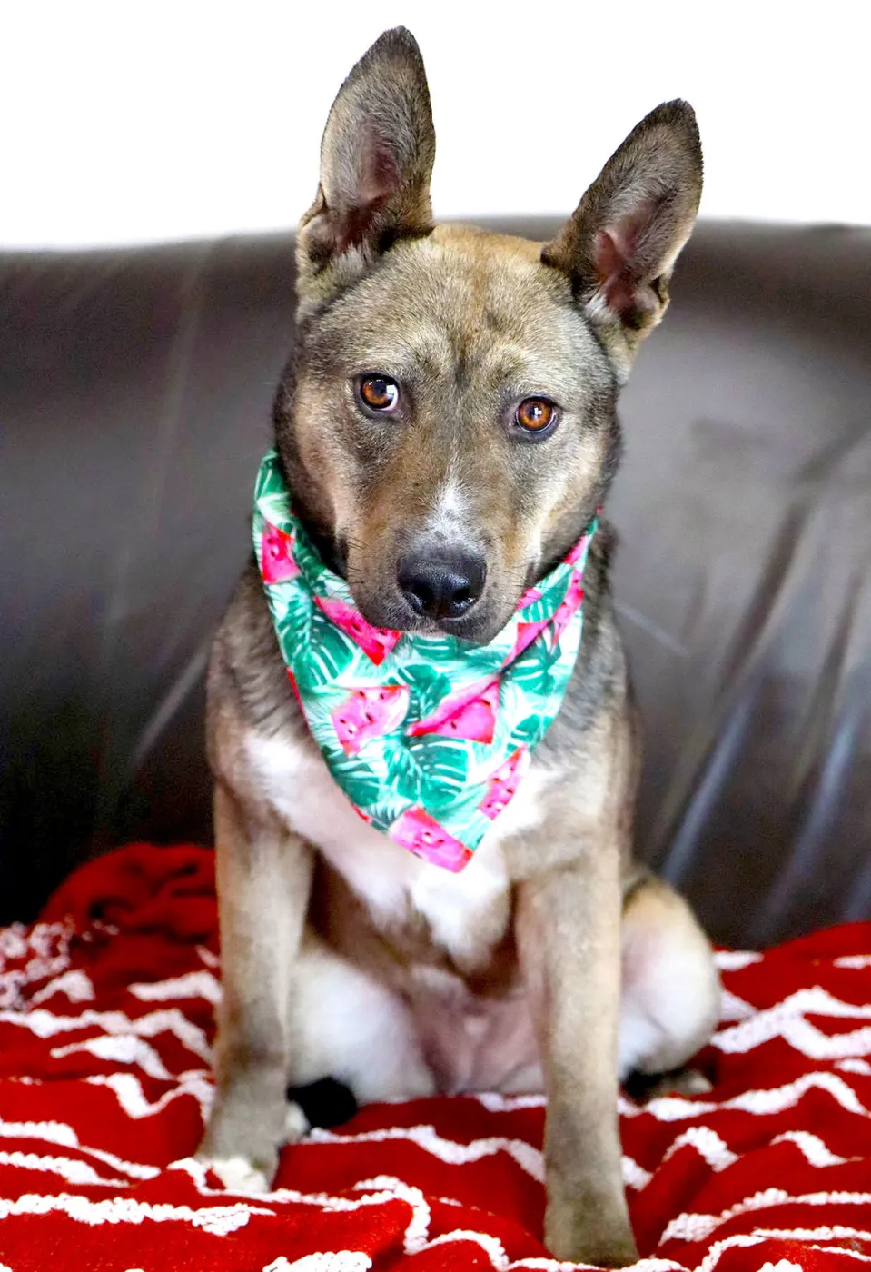 Jessica Rabbit - Photo 1