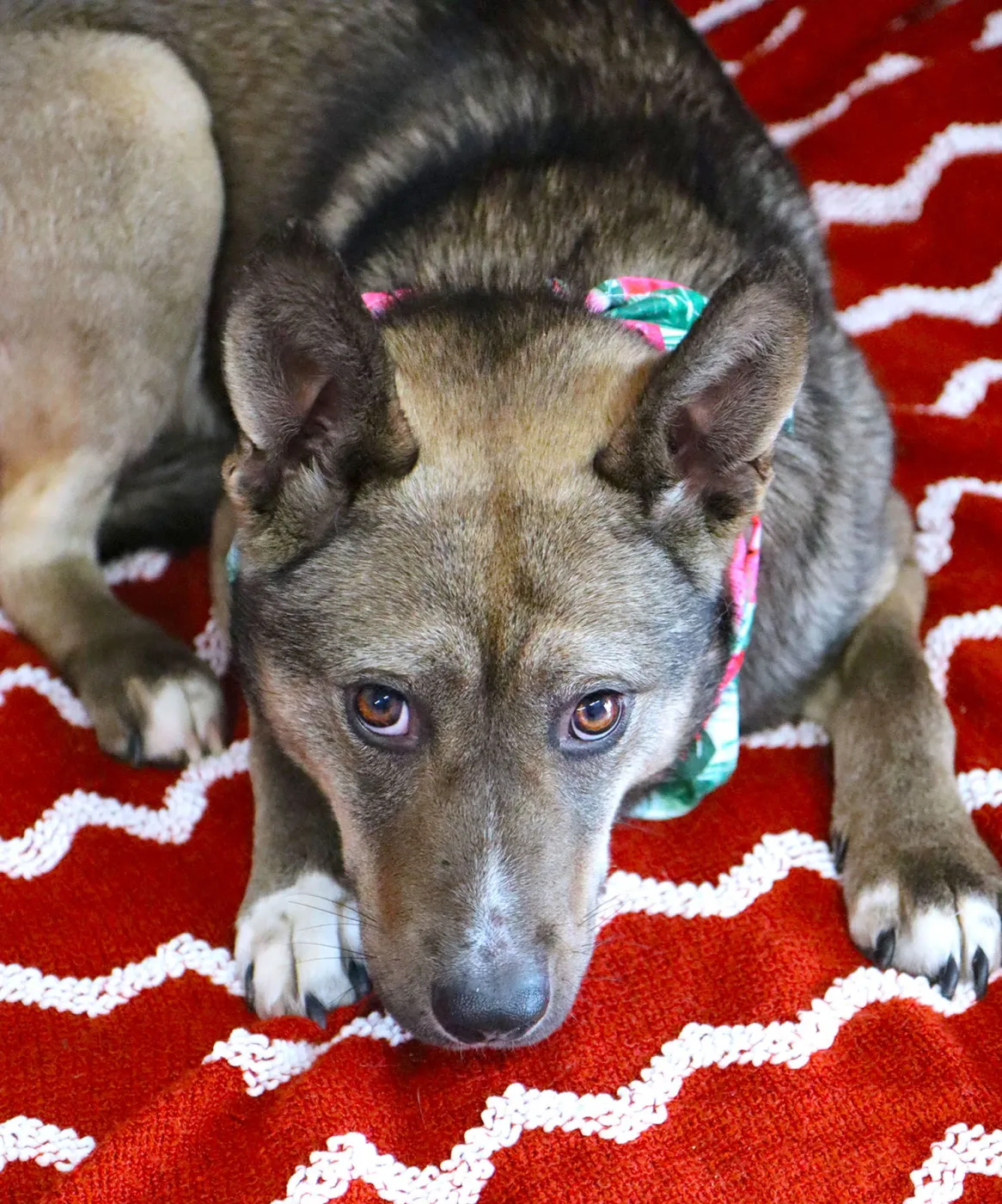 Jessica Rabbit - Photo 2