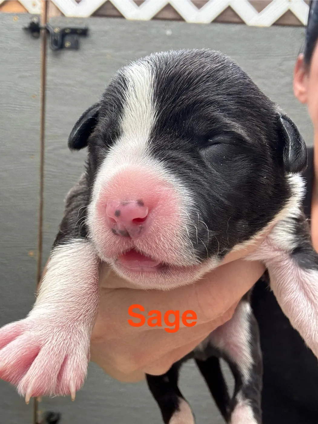 Sage - Photo 1