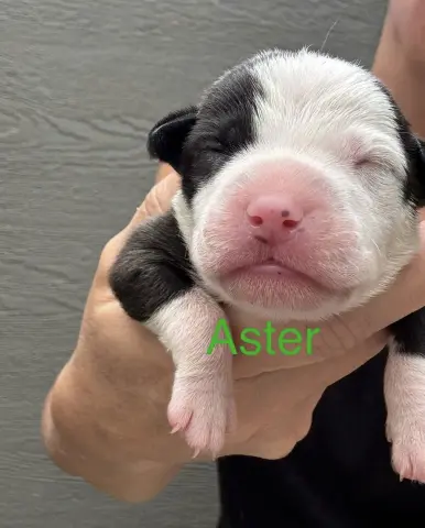 Aster