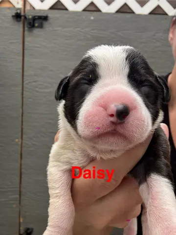 Daisy