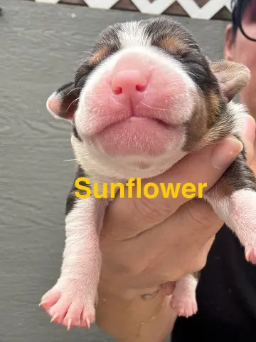 Sunflower