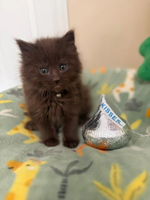 Hershey Kiss - Photo 1