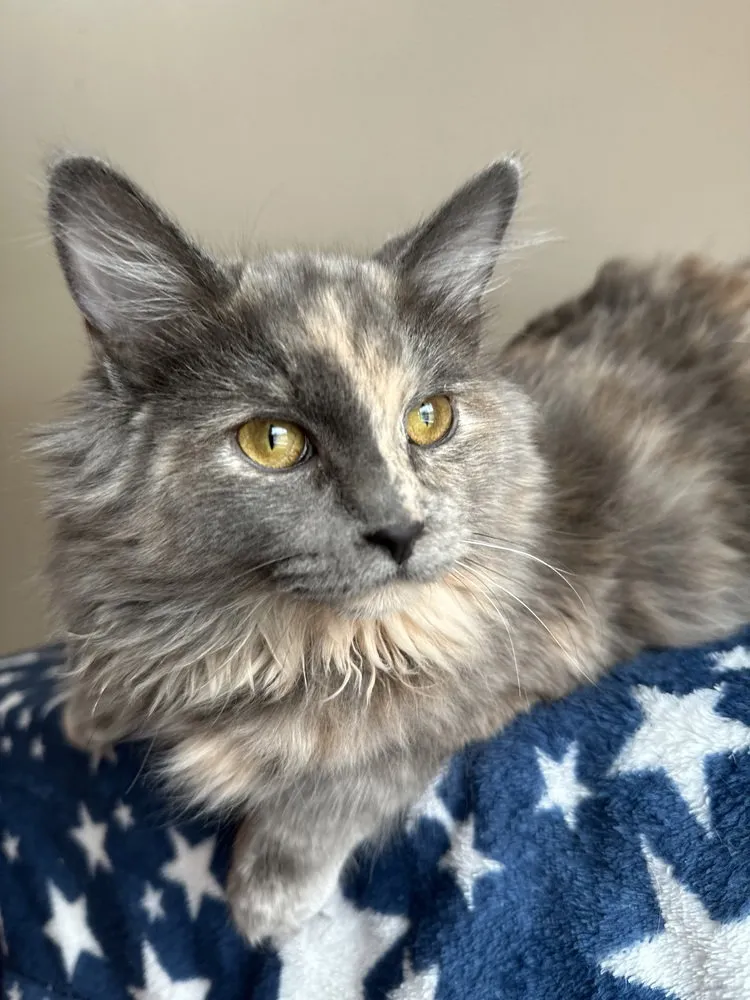 Marshmallow - Photo 1