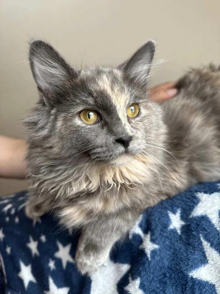 Marshmallow - Photo 2