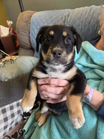 Sourcraut thumbnail 2