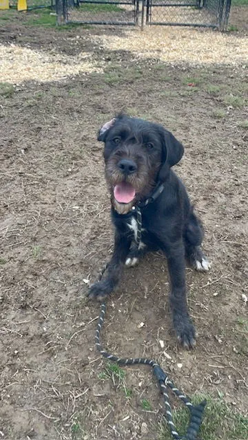 Sir Parker - Photo 1