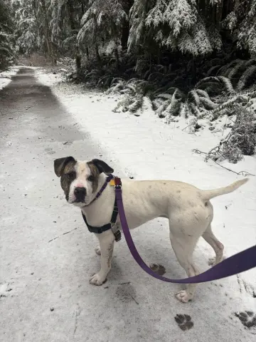 Hopscotch thumbnail 2