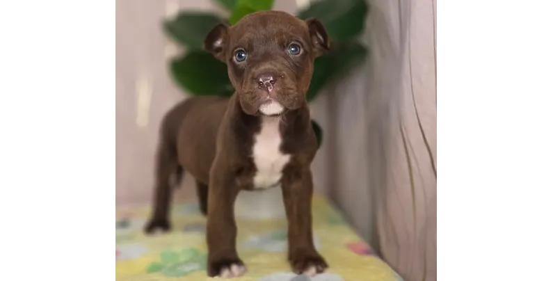 Ghirardeli - Photo 1