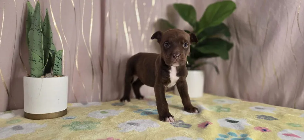 Ghirardeli - Photo 2