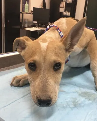 Ginger Spice - Photo 1