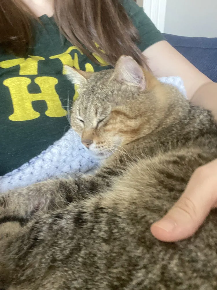 Kitty Cent - Photo 2