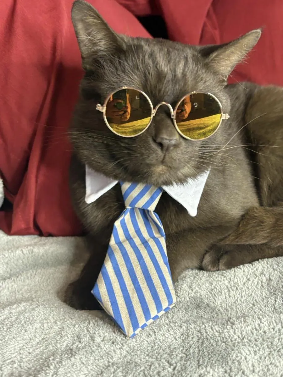 Chester Purrsalot - Photo 1