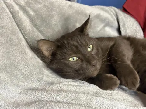 Chester Purrsalot thumbnail 2