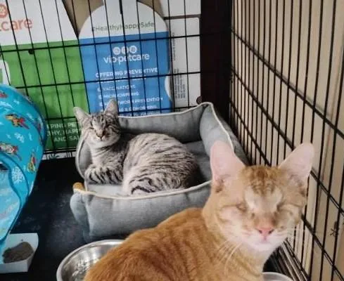 Moonlight Path - Photo 2